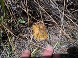 Suillus tomentosus image
