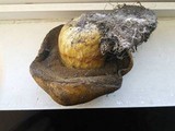 Suillus tomentosus image
