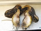 Suillus tomentosus image