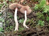 Inocybe fuscidula image