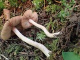 Inocybe fuscidula image