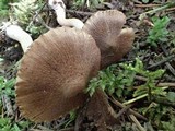 Inocybe fuscidula image