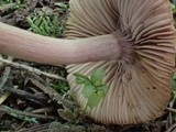 Inocybe fuscidula image