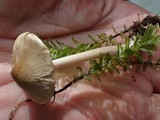 Inocybe leiocephala image