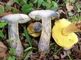 Pulchroboletus rubricitrinus image