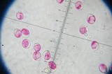 Amanita roseitincta image