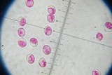Amanita roseitincta image