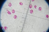 Amanita roseitincta image