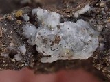 Sebacina epigaea image