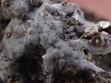 Sebacina epigaea image