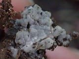 Sebacina epigaea image