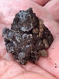 Sebacina epigaea image