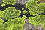 Pleopsidium flavum image