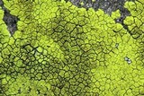 Pleopsidium flavum image