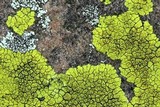 Pleopsidium flavum image