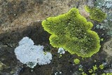 Pleopsidium flavum image