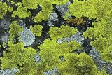 Pleopsidium flavum image