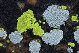 Pleopsidium flavum image
