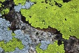 Pleopsidium flavum image
