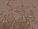 Inocybe leiocephala image