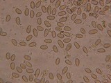Inocybe leiocephala image