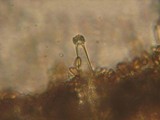 Inocybe fuscidula image