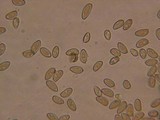 Inocybe fuscidula image