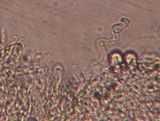 Hemimycena tortuosa image