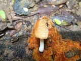 Coprinellus domesticus image