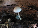 Mycena subcaerulea image