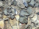 Peltula euploca image