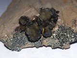Peltula euploca image