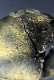 Peltula euploca image