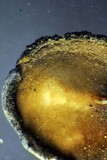 Peltula euploca image