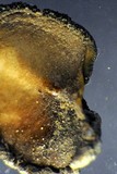 Peltula euploca image