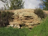 Peltula euploca image