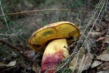 Imperator rhodopurpureus image