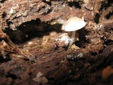 Mycena subcaerulea image