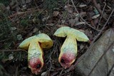 Imperator rhodopurpureus image