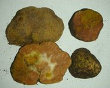 Gautieria monticola image