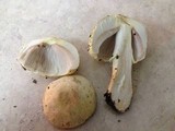 Agaricus auricolor image