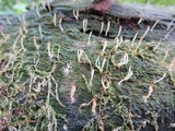 Multiclavula mucida image