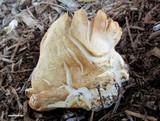 Leucopaxillus tricolor image