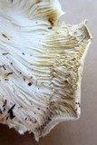 Leucopaxillus tricolor image