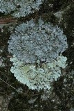 Punctelia graminicola image