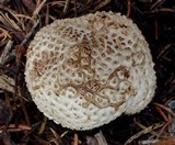 Lycoperdon subcretaceum image