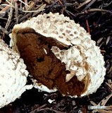 Lycoperdon subcretaceum image