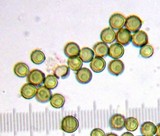Lycoperdon subcretaceum image