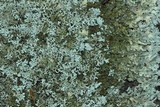 Xanthoparmelia plittii image