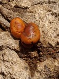 Psilocybe coprophila image
